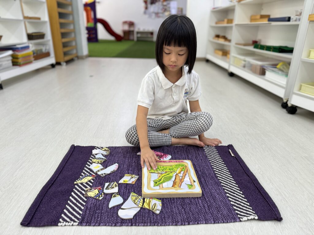 Montessori Kids Academy Puzzle Life Cycle of a Butterfly